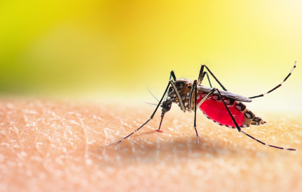 La llegada del dengue al Maule: Medidas preventivas...
