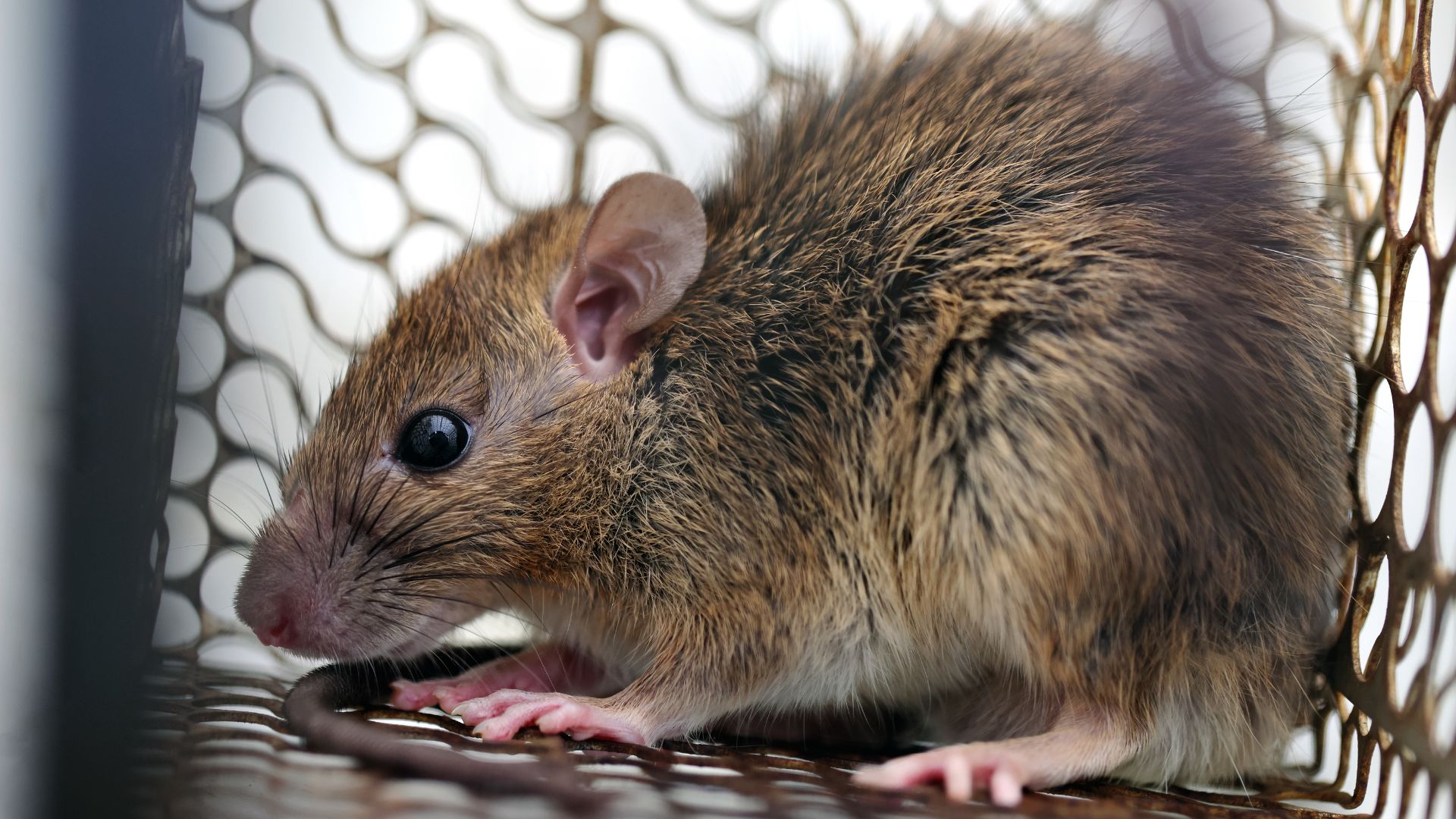 Virus Hanta Cepa Andes: Síntomas y cómo se contagia